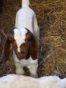 Meet your Posher, Carol